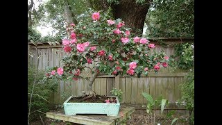 Sasanqua Camellia Bonsai Baby (Camellia sasanqua)