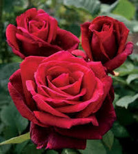 Rose Mr Lincoln Climbing (Rosa)
