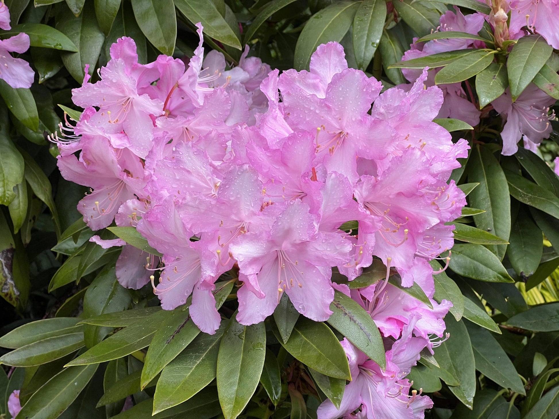 Rhododendron Mrs E C Stirling