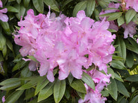 Rhododendron Mrs E C Stirling - Ladybird Nursery