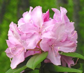 Rhododendron Mrs E C Stirling