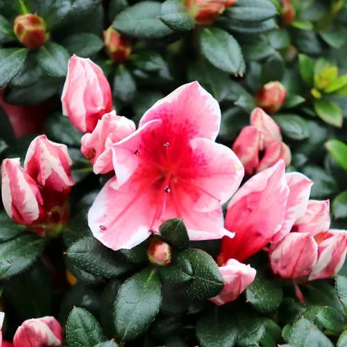 Azalea indica Mrs Kint - Ladybird Nursery