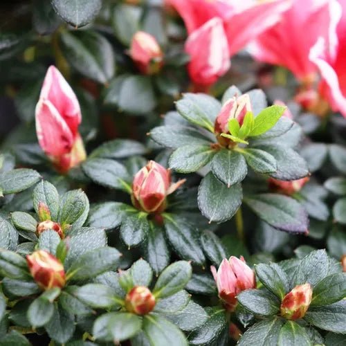 Azalea indica Mrs Kint - Ladybird Nursery