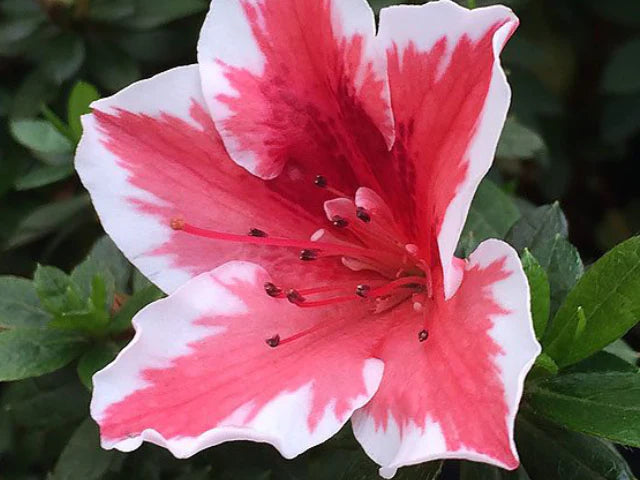 Azalea indica Mrs Kint