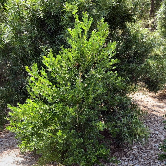 Mount White Lime (QLD only) - Ladybird Nursery