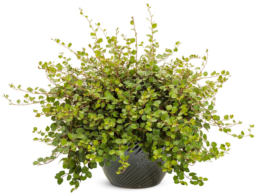 Wire Vine (Muehlenbeckia complexa)