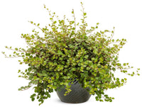 Wire Vine (Muehlenbeckia complexa) - Ladybird Nursery