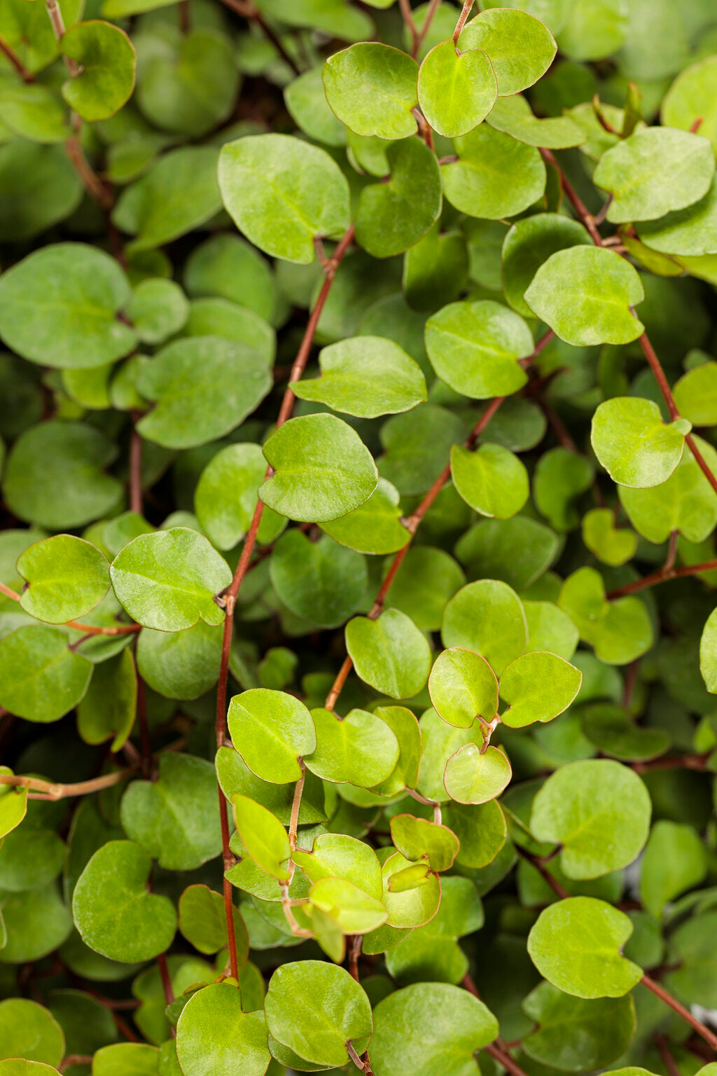 Wire Vine (Muehlenbeckia complexa)