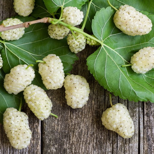 Mulberry White
