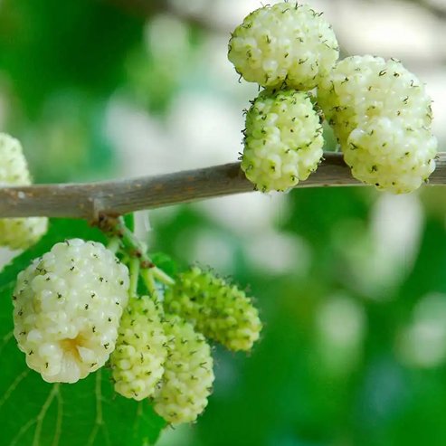 Mulberry White - Ladybird Nursery