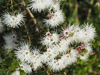 Muntrie Berry (Kunzea pomifera) - Ladybird Nursery