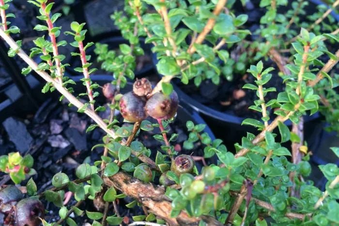 Muntrie Berry (Kunzea pomifera) - Ladybird Nursery