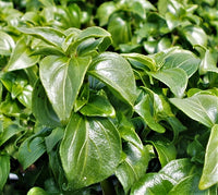 Mushroom Herb (Rungia klossii)