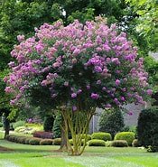 Crepe Myrtle Muskogee (Lagerstroemia) - Ladybird Nursery