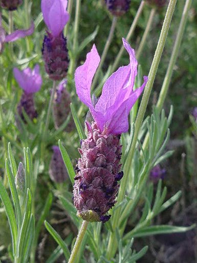 Lavender - French Musk (Lavandula stoechas) - Ladybird Nursery