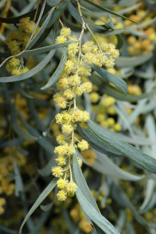Weeping Myall (Acacia pendula) - Ladybird Nursery