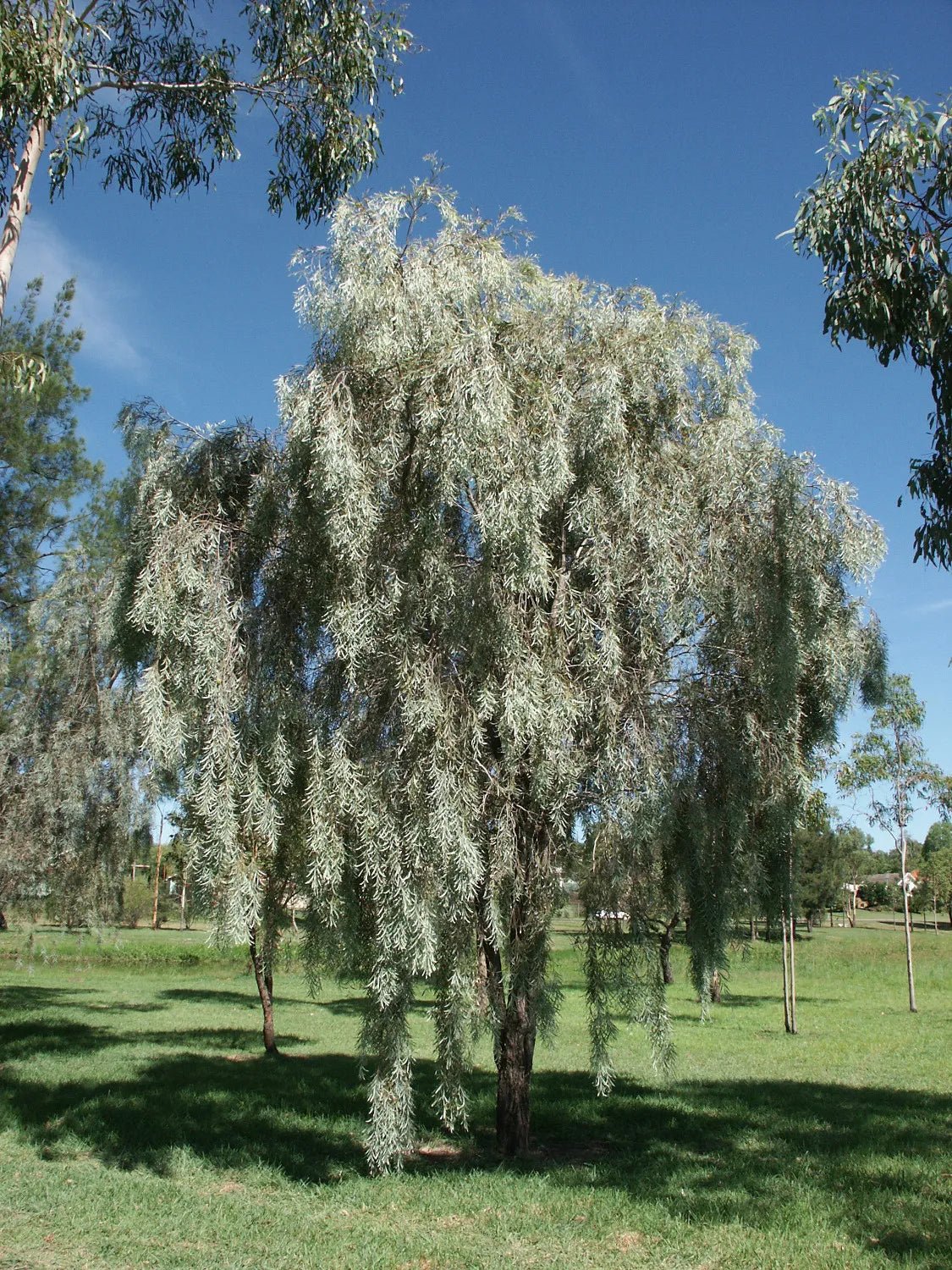 Weeping Myall (Acacia pendula) - Ladybird Nursery