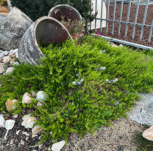 Creeping Boobialla Purpurea (Myoporum parvifolium)