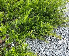 Creeping Boobialla Fine Leaf (Myoporum parvifolium)