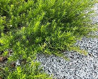 Creeping Boobialla White (Myoporum parvifolium) - Ladybird Nursery