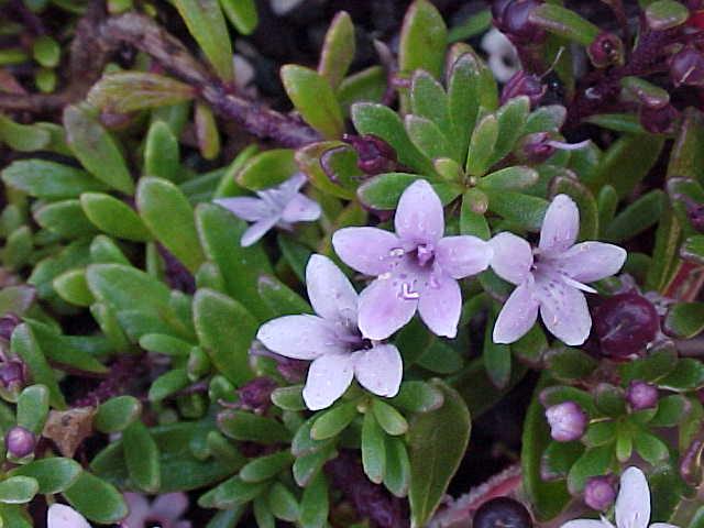 Creeping Boobialla (Myoporum parvifolium)