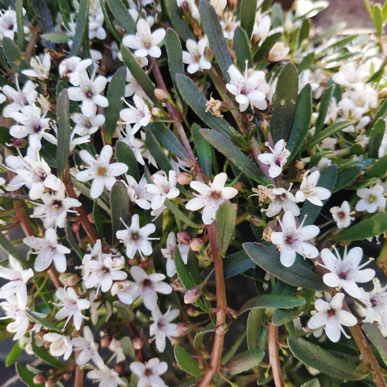 Creeping Boobialla Purpurea (Myoporum parvifolium)