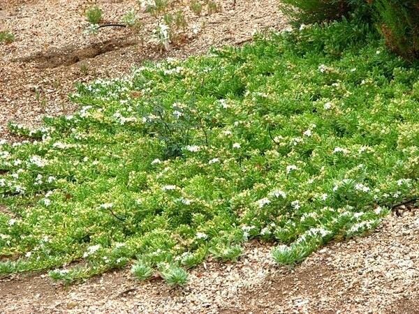 Creeping Boobialla White (Myoporum parvifolium) - Ladybird Nursery