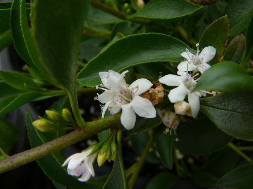 Sticky Boobialla (Myoporum ellipticum)