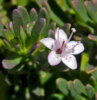 Myoporum Pink (Myoporum parvifolium) - Ladybird Nursery
