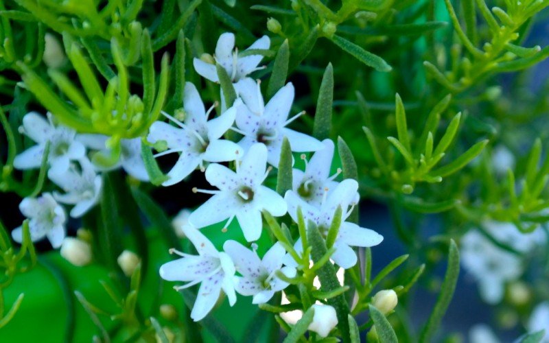 Myoporum Fine Leaf White 200mm Pot - Ladybird Nursery