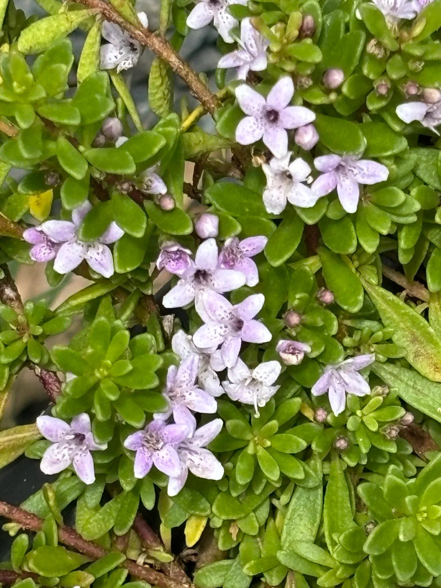 Myoporum Pink (Myoporum parvifolium) - Ladybird Nursery