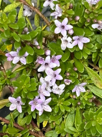 Myoporum Pink (Myoporum parvifolium) - Ladybird Nursery