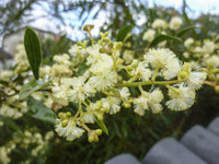 Myrtle Wattle (Acacia myrtifolia) - Ladybird Nursery