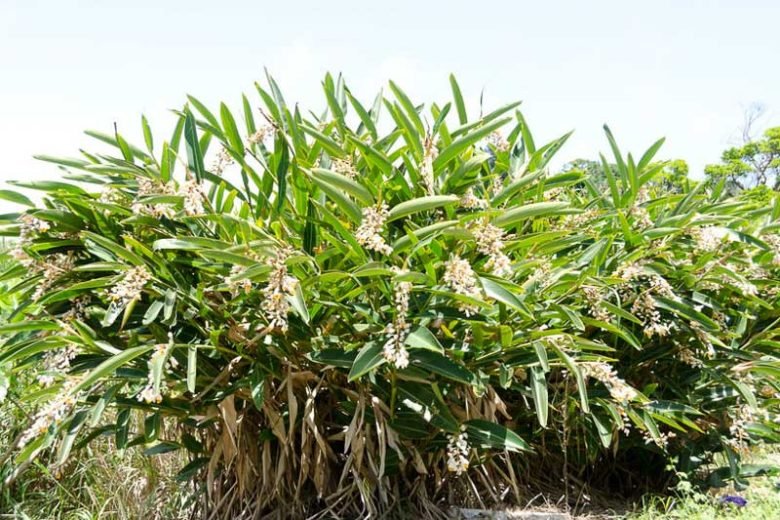 Shell Ginger (Alpinia zerumbet) - Ladybird Nursery
