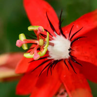 Red Passionflower (Passiflora coccinea)
