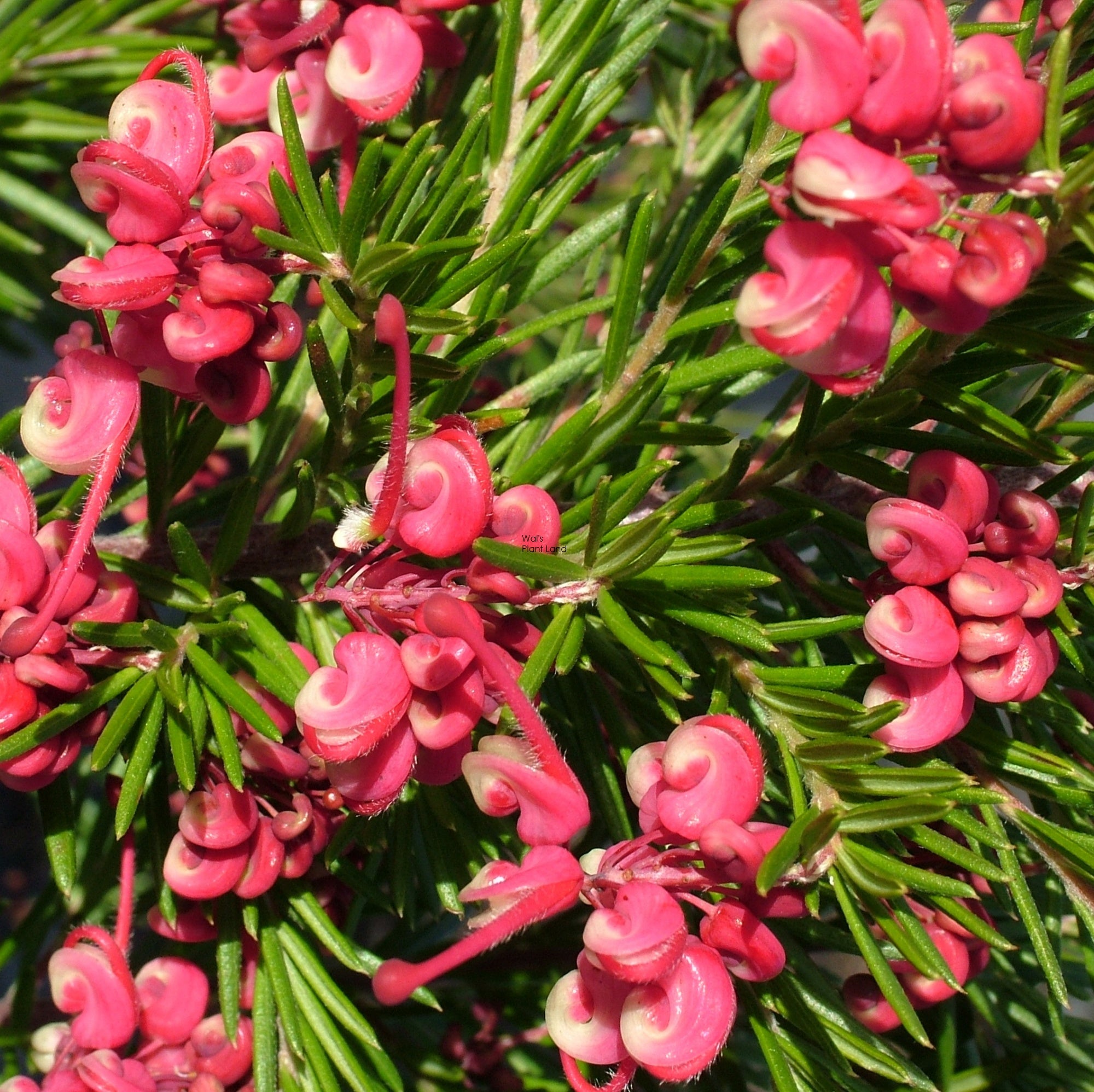 Grevillea Nancy Otzen - Ladybird Nursery