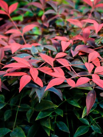 Heavenly Bamboo FLIRT™ (Nandina domestica) - Ladybird Nursery