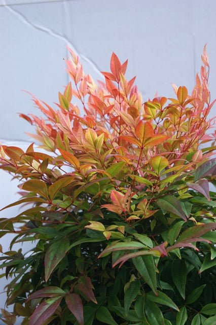 Sunset Boulevard tissue culture (Nandina domestica) - Ladybird Nursery
