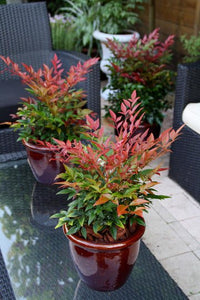 Heavenly Bamboo OBSESSION™ (Nandina domestica) - Ladybird Nursery