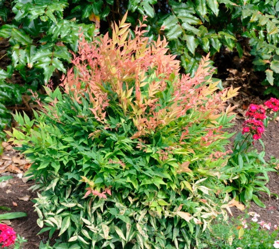 Heavenly Bamboo Gulf Stream (Nandina domestica)