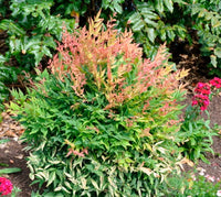 Heavenly Bamboo Gulf Stream (Nandina domestica)