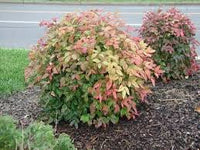 Heavenly Bamboo Nana (Nandina domestica) - Ladybird Nursery