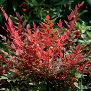 Heavenly Bamboo OBSESSION™ (Nandina domestica)