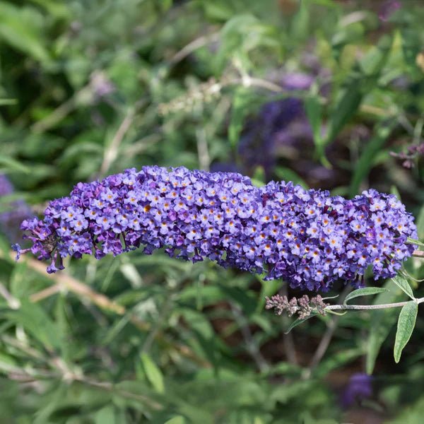 Butterfly Bush 'Nanho Blue' (Buddleja davidii) - Ladybird Nursery