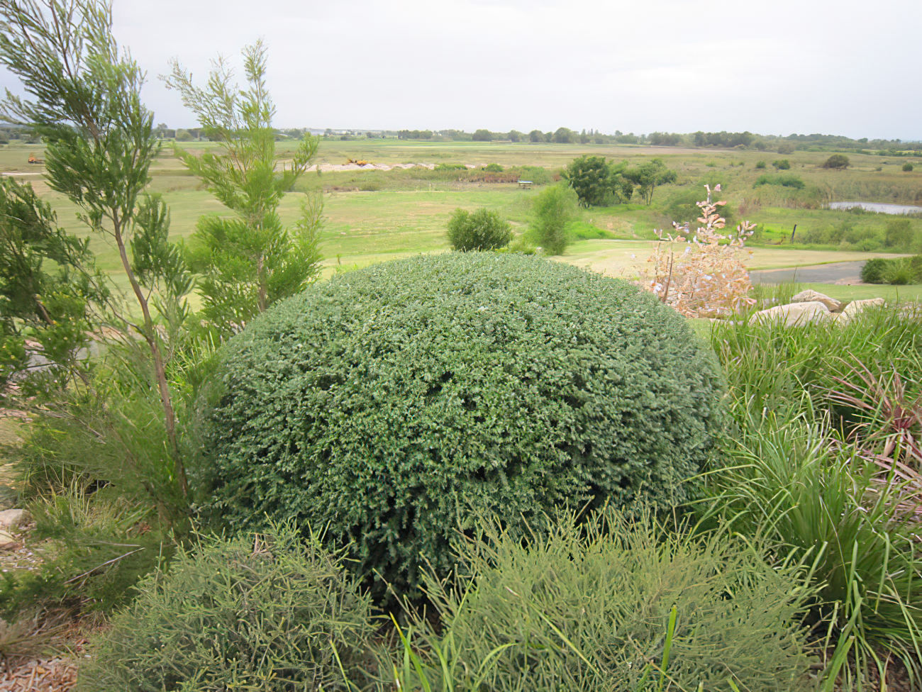 Coastal Rosemary NARINGA™ (Westringia hyb.)