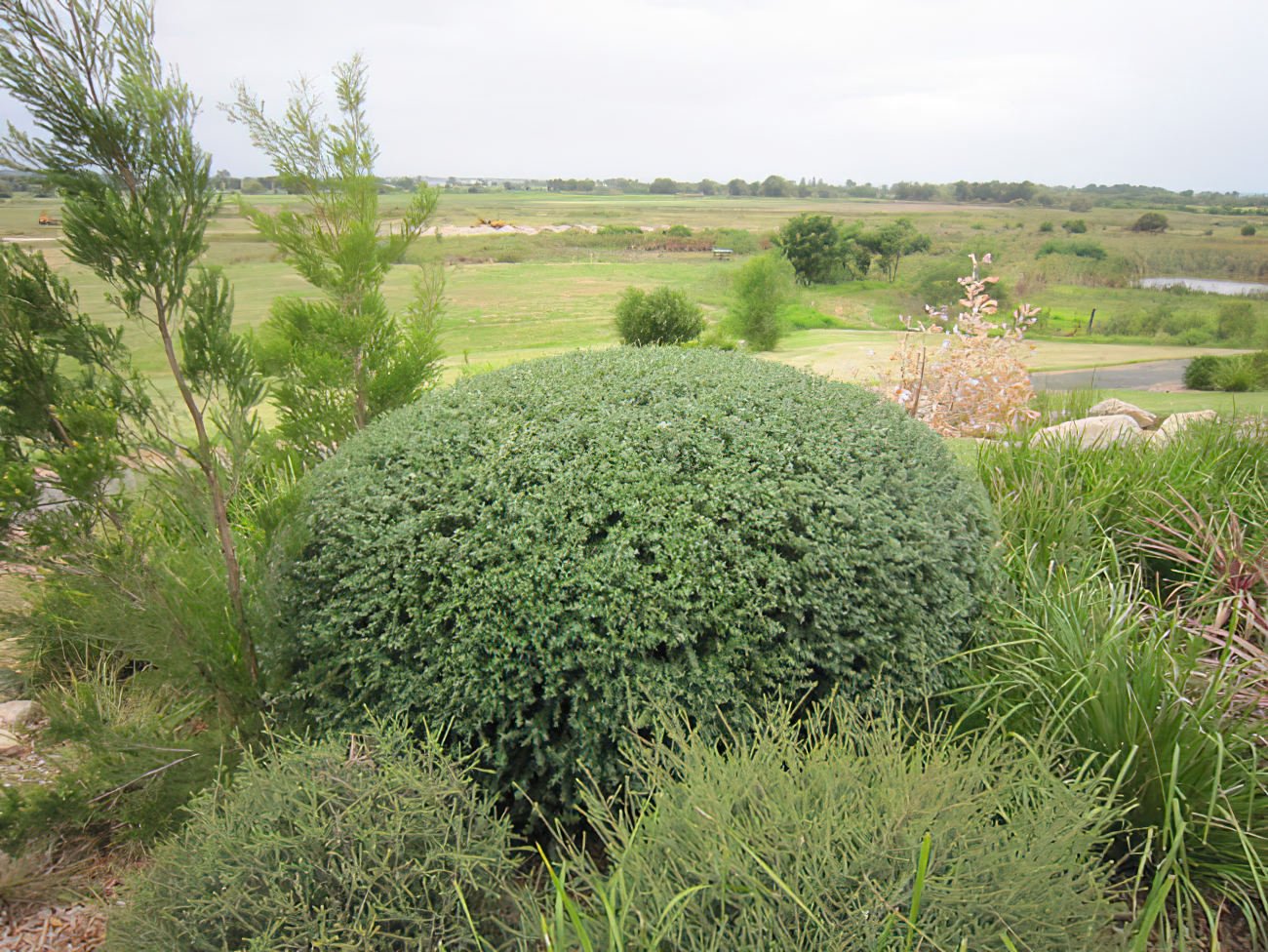 Coastal Rosemary NARINGA™ (Westringia hyb.) - Ladybird Nursery
