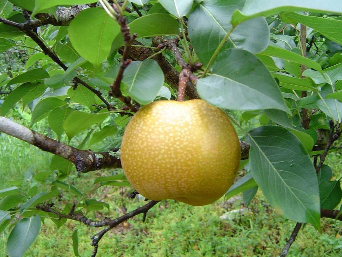 Nashi Pear 'Country Wide' - Ladybird Nursery