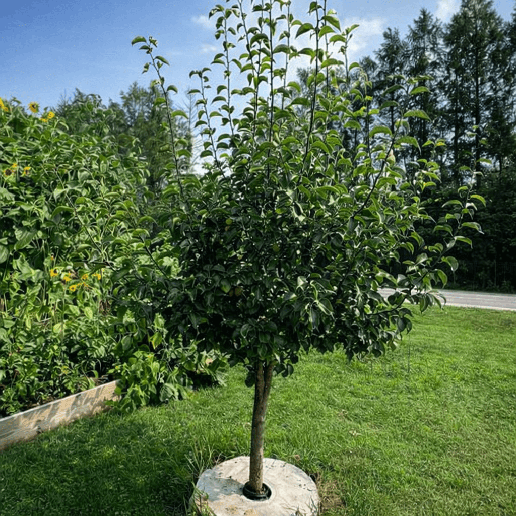 Nashi Pear 'China' - Ladybird Nursery