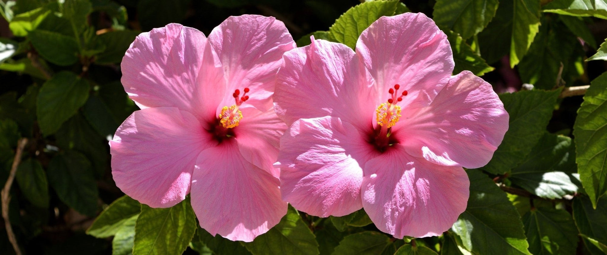 Hibiscus Pink Rays (Hibiscus rosa - sinensis) - Ladybird Nursery