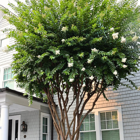 Crepe Myrtle Natchez (Lagerstroemia)